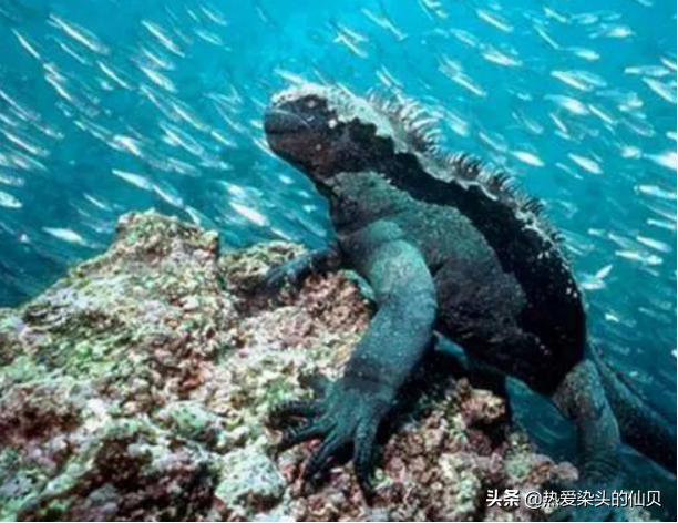 海鬣蜥，地球上唯一的水生蜥蜴：看似凶悍恐怖，实际上却“小鸟依人”