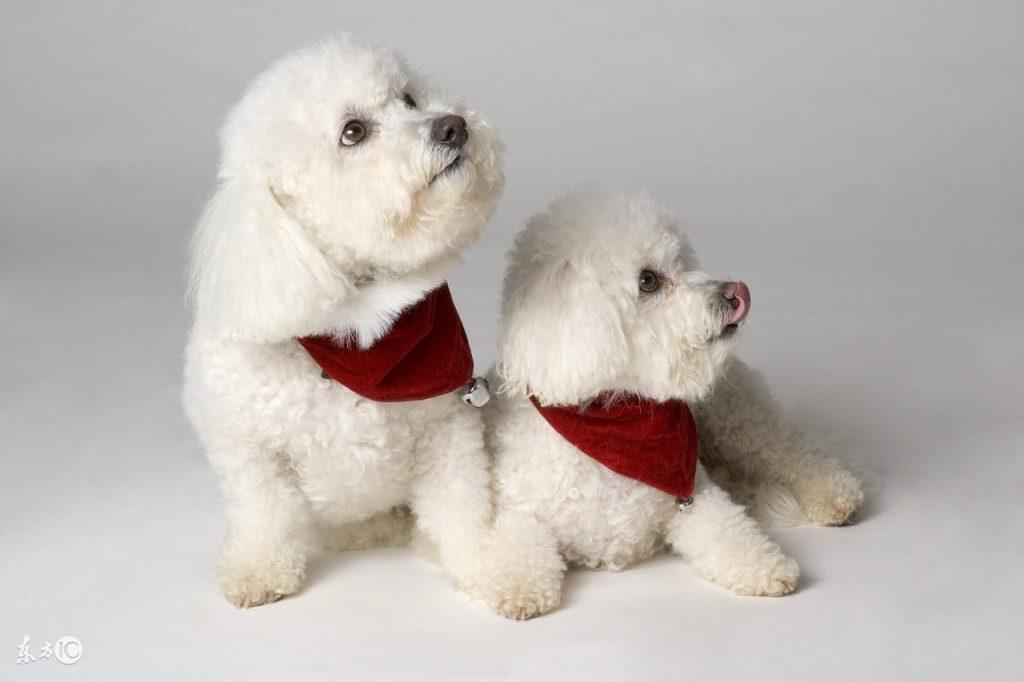 比熊犬怎么样？比熊犬（Bichon Frisé）——资料大起底