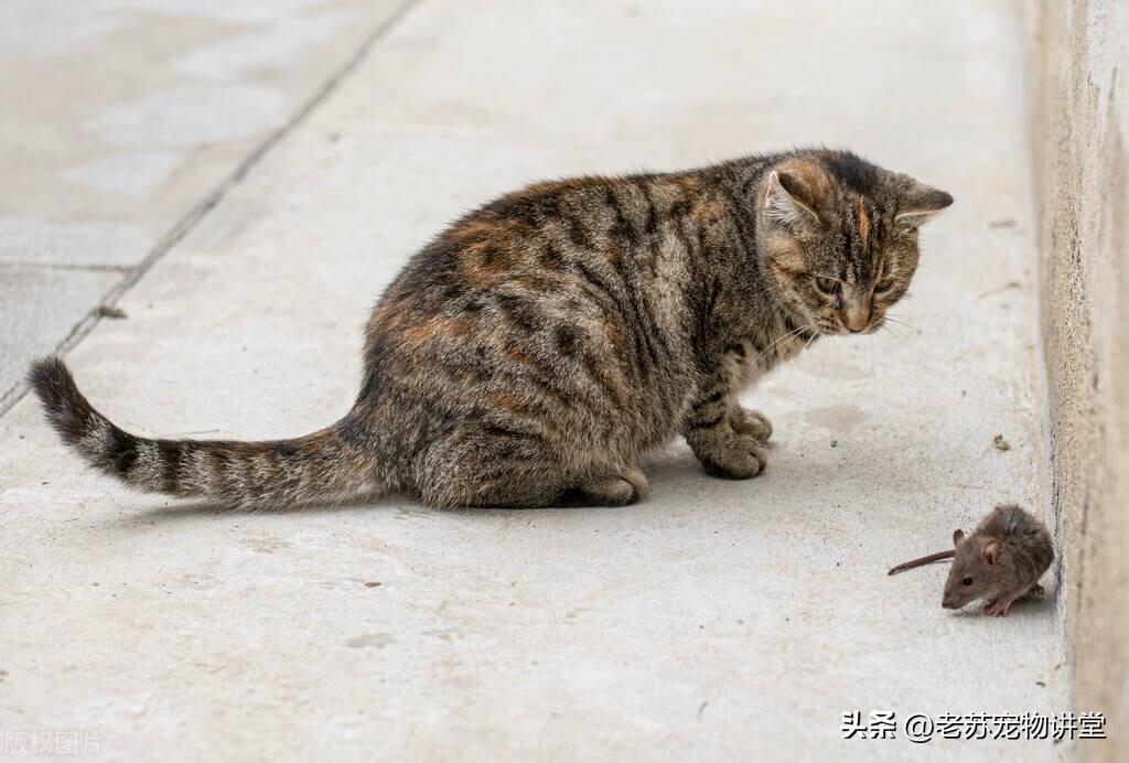 猫咪与狗狗智商之争，究竟谁更聪明？