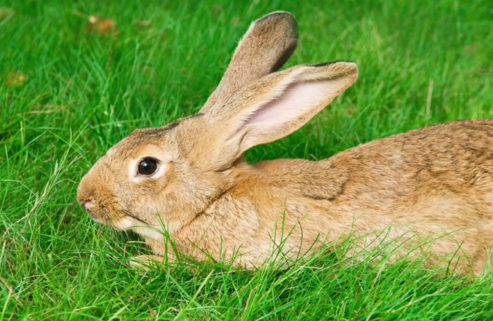 兔子耳朵长癣了怎么办？兔子耳朵长癣的处理办法