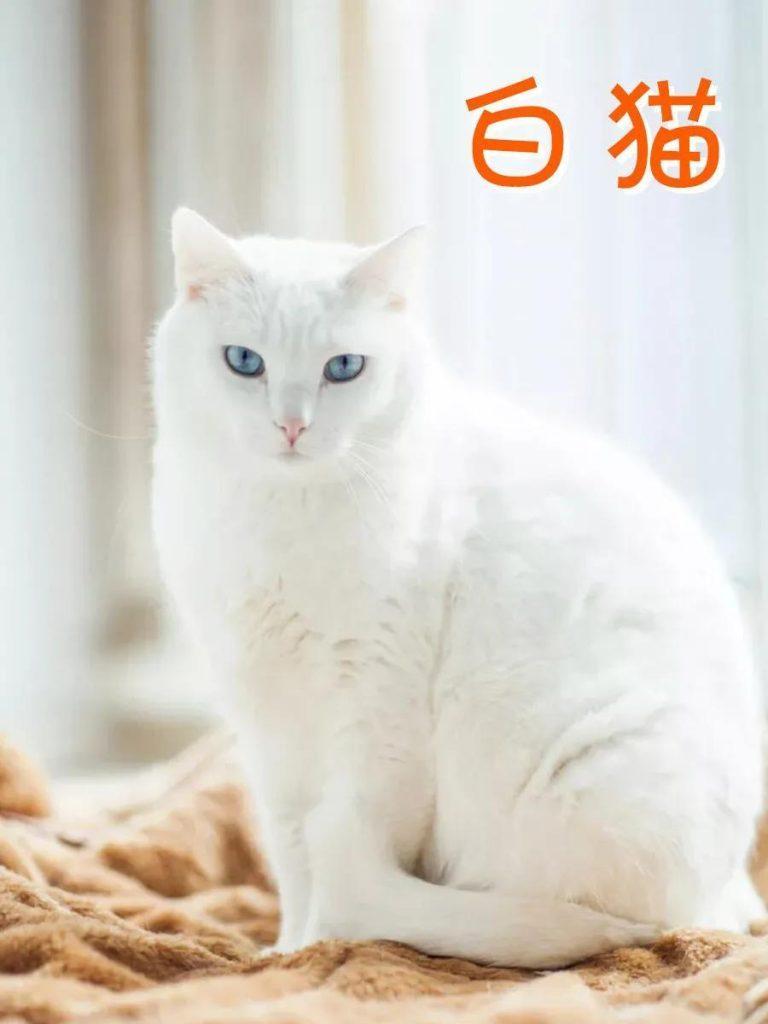 盘点中华田园猫土猫品种大全！你知道都有哪些类别吗？