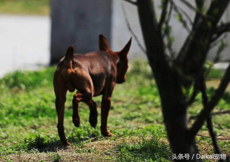 小鹿犬缺钙的具体症状以及补钙方法都有哪些？