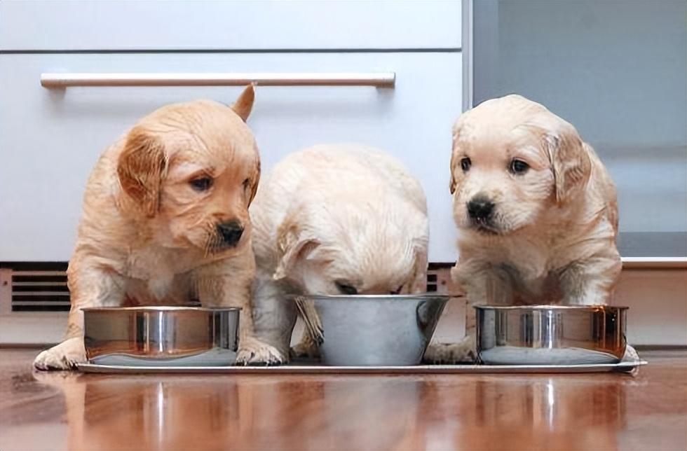 养狗幼犬不容易，6个幼犬喂养小知识：掌握了才能正确养狗！