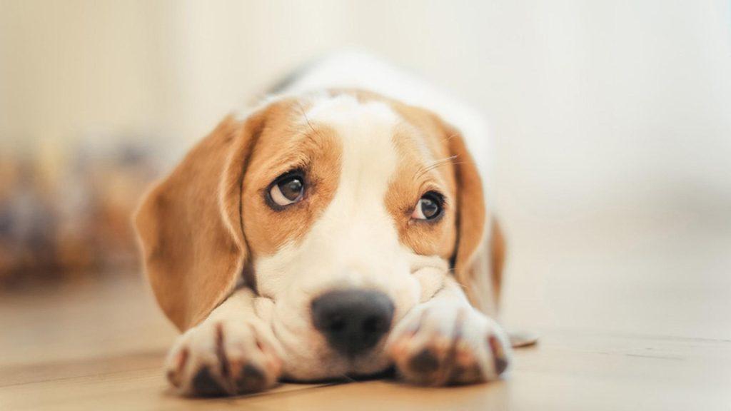 你家的狗狗出现过肠胃不适吗？你们都是怎么解决的呢？