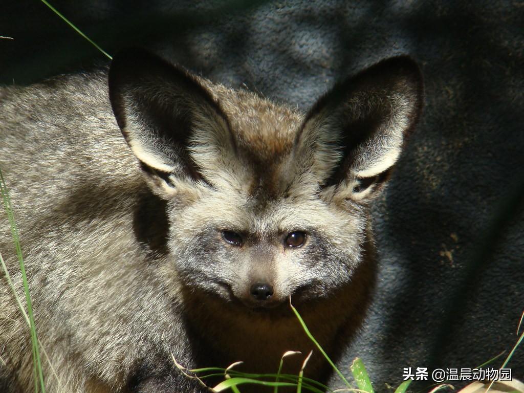 耳廓狐是唯一有大耳朵的狐狸？狮子王中出现了另一种