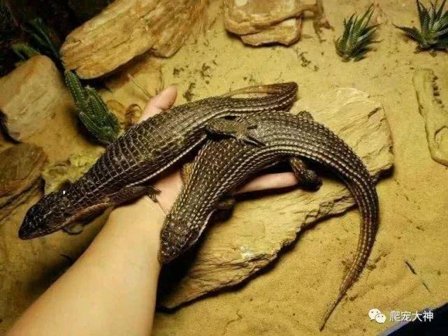 适合新手饲养：体型中大温顺好饲养的爬行宠物蜥蜴——苏丹遁甲蜥