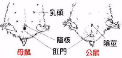 怎么准确判断仓鼠的性别？要想准确判断仓鼠的性别，从这几个方面入手