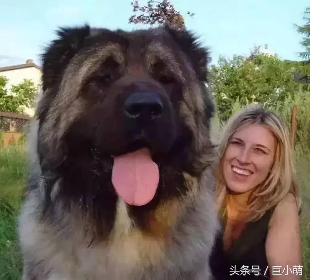 “巨型犬的悲哀”！高加索犬因体型之巨大被弃养