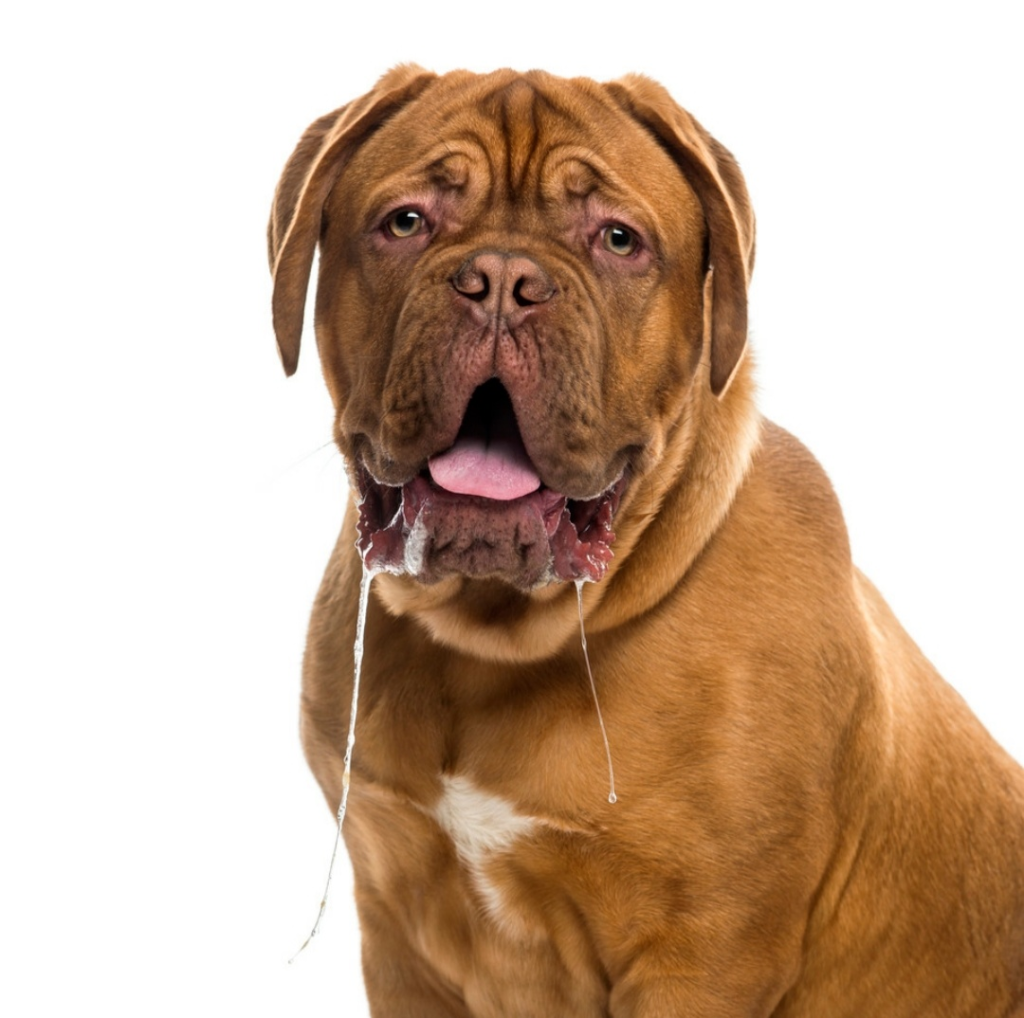 什么是狗狗的口炎？引起狗狗口炎的原因是什么呢？