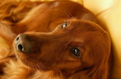 健康的狗鼻子是什么样子的？狗鼻子干是生病了吗？