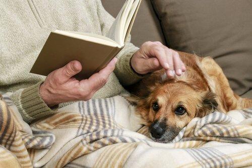 怎么面对狗狗衰老？年老的狗狗容易患的疾病和受到的外伤
