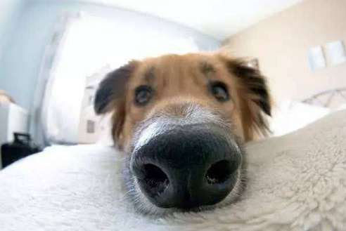 健康的狗鼻子是什么样子的？狗鼻子干是生病了吗？