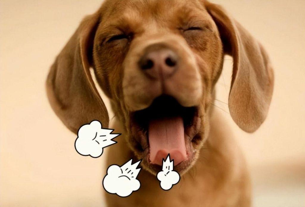 狗狗容易口臭？狗狗口臭的5大原因，附上预防措施