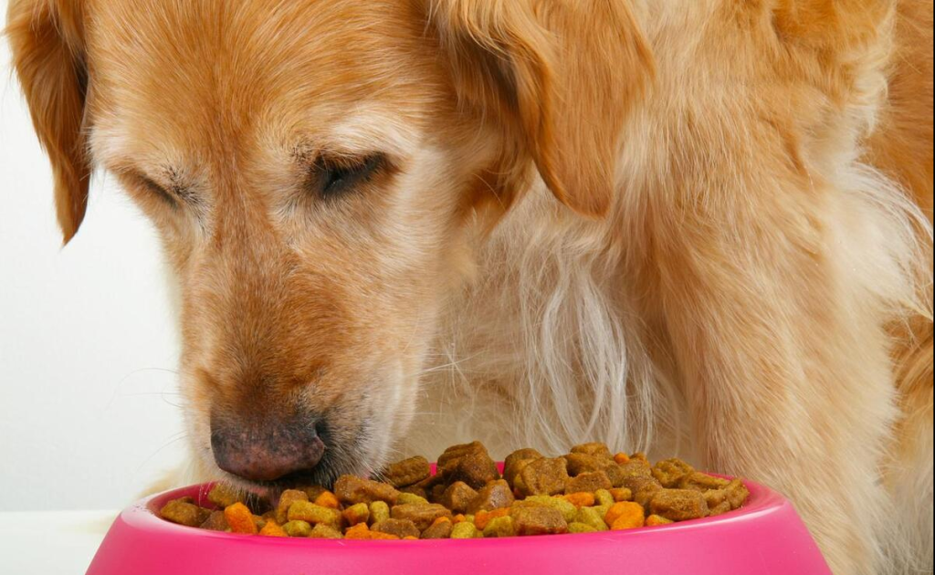狗狗补钙的黄金时期在什么时候？如何正确给狗狗补钙？