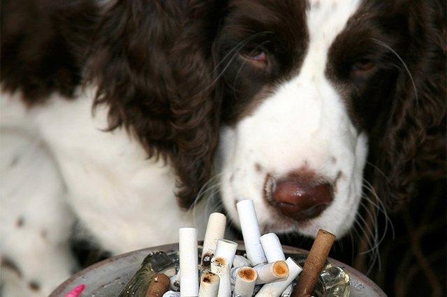 其实狗狗深受二手烟和三手烟的双重危害（狗闻二手烟会死吗）