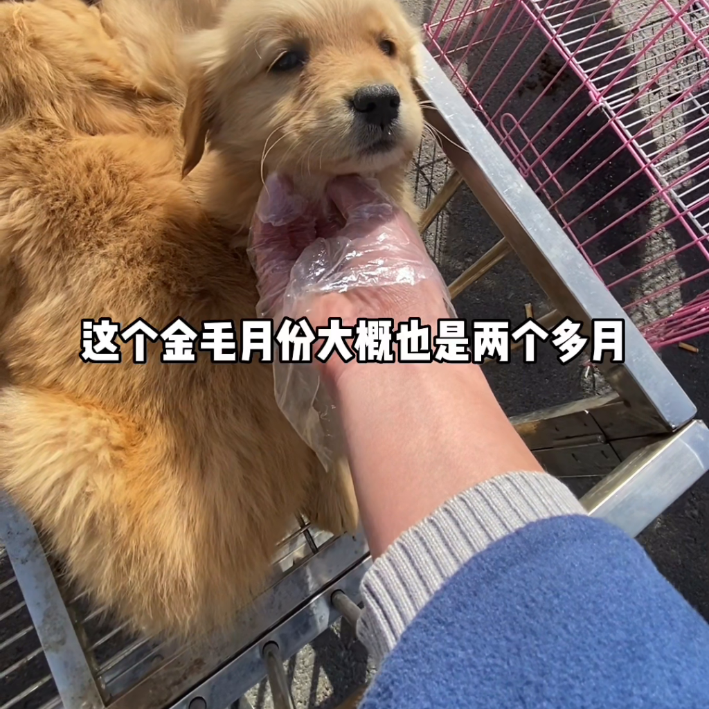 宠物市场金毛犬的真实价格区间，金毛犬市场价多少钱一只