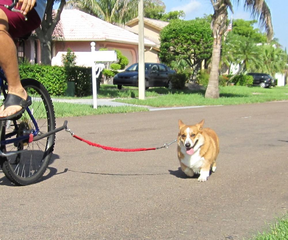 骑自行车遛狗其实并不难，跟着3步走，你家狗狗也可以，骑自行车怎么带狗狗出去