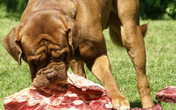 不要以为狗吃肉就是对它好，你知道怎么吃，吃哪个吗？