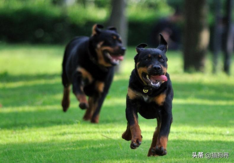 罗威那犬挑选技巧，从源头抓起（罗威纳犬视频大全）