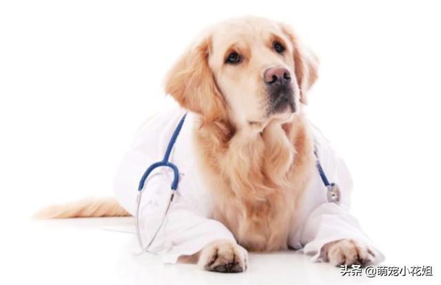 狗狗竟然可以诊断癌症，准确率居然高达97%（狗得癌症概率大吗）