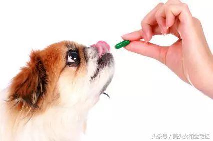 狗狗喂药大作战：液体药物喂食，最重要找准时机（狗狗的药物）