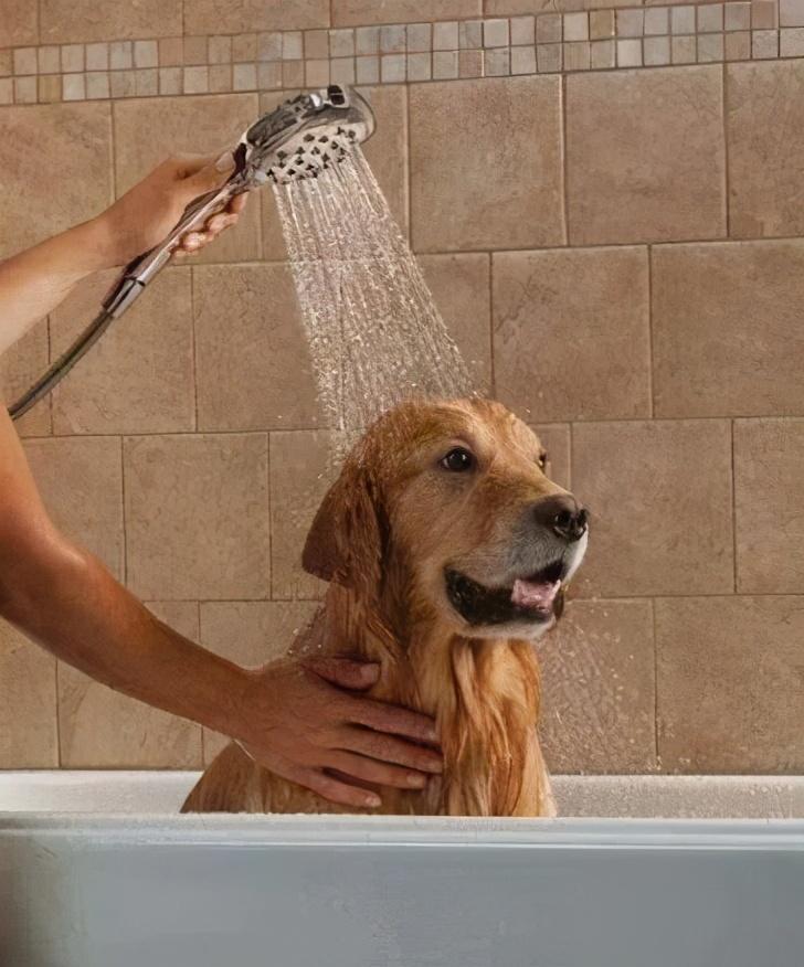 狗子洗完澡为什么总爱在地上“蹭”来“蹭”去？（狗狗洗完澡为什么喜欢蹭）