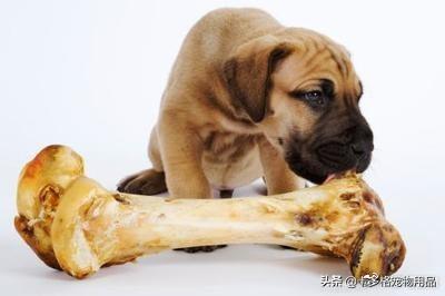 狗狗被骨头卡住了怎么办你知道吗？，狗狗被骨头卡到怎么办