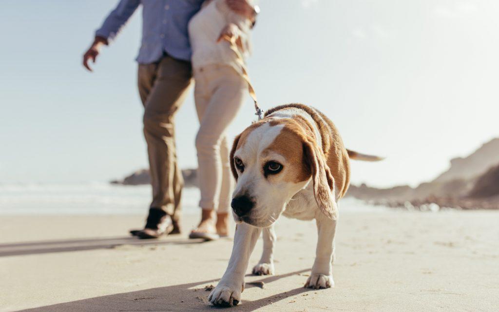 狗狗患上关节炎，常见有3大原因，狗狗关节炎该怎么办？（狗狗关节炎怎么引起的）