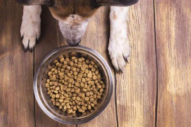 判断你给狗狗的狗粮是否优质，你需要注意成分表里的这五种物质，怎么从狗粮成分表中看好坏