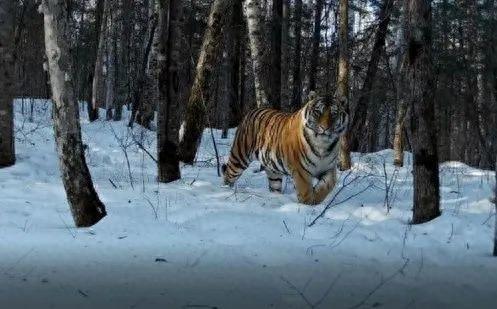 “全家福”来了！来看看你认识多少种“猫”（猫科动物家谱）