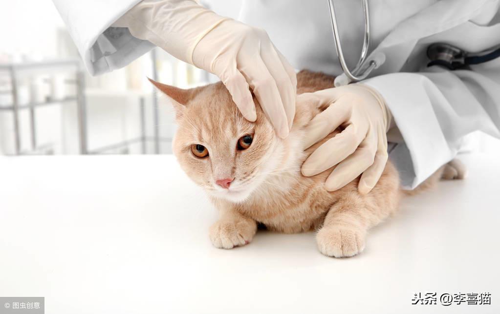 猫癣并不是可怕的疑难杂症，积极配合医生并注意这些事项就能治愈（猫癣要怎么治）