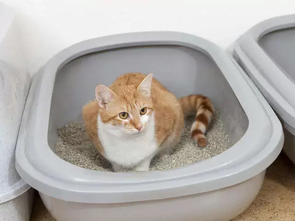 公猫频繁进出猫砂盆，每次只尿一点点？什么原因造成的？（公猫一直在猫砂里蹲着 但是尿不出来）