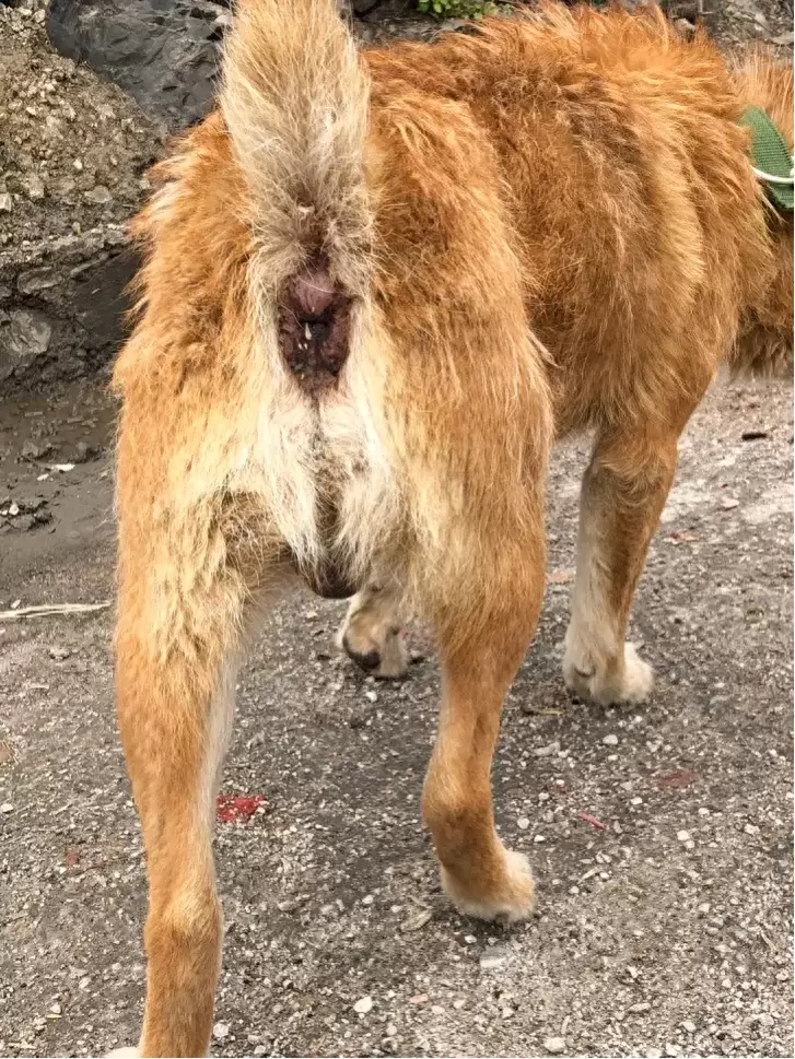 教你挑选猎性好的下司犬狗狗（其他犬类通用）（下司犬属于什么犬种）