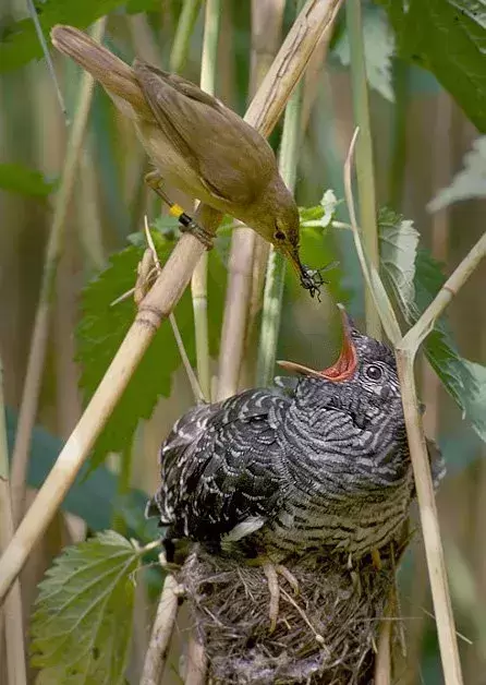 鸟类让人大跌眼镜的孵化方式，你知道几种？（鸟能带给人类什么好处）