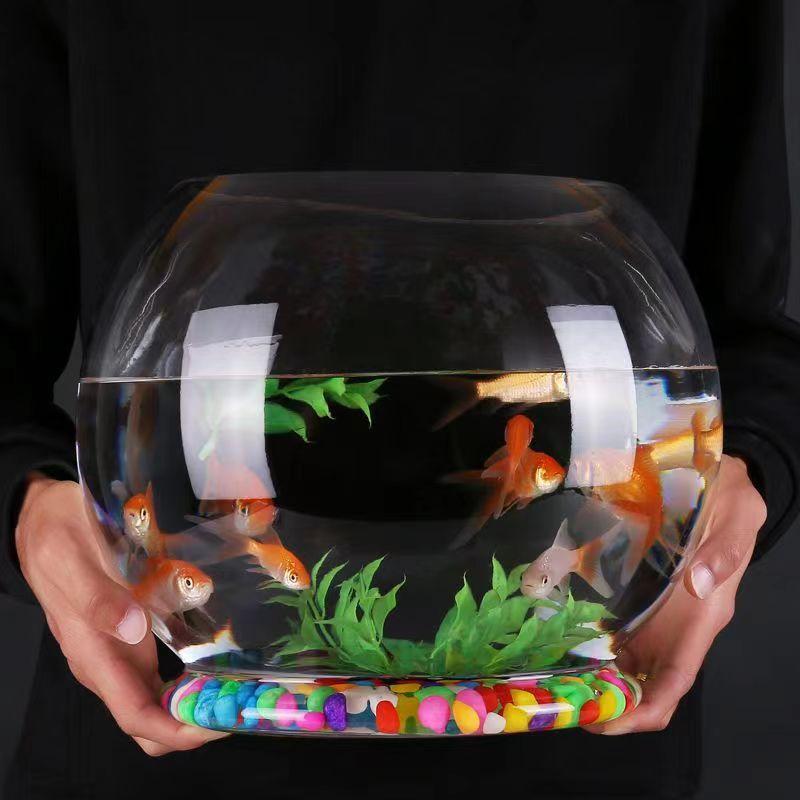新手养鱼：小圆玻璃缸的选择与注意事项