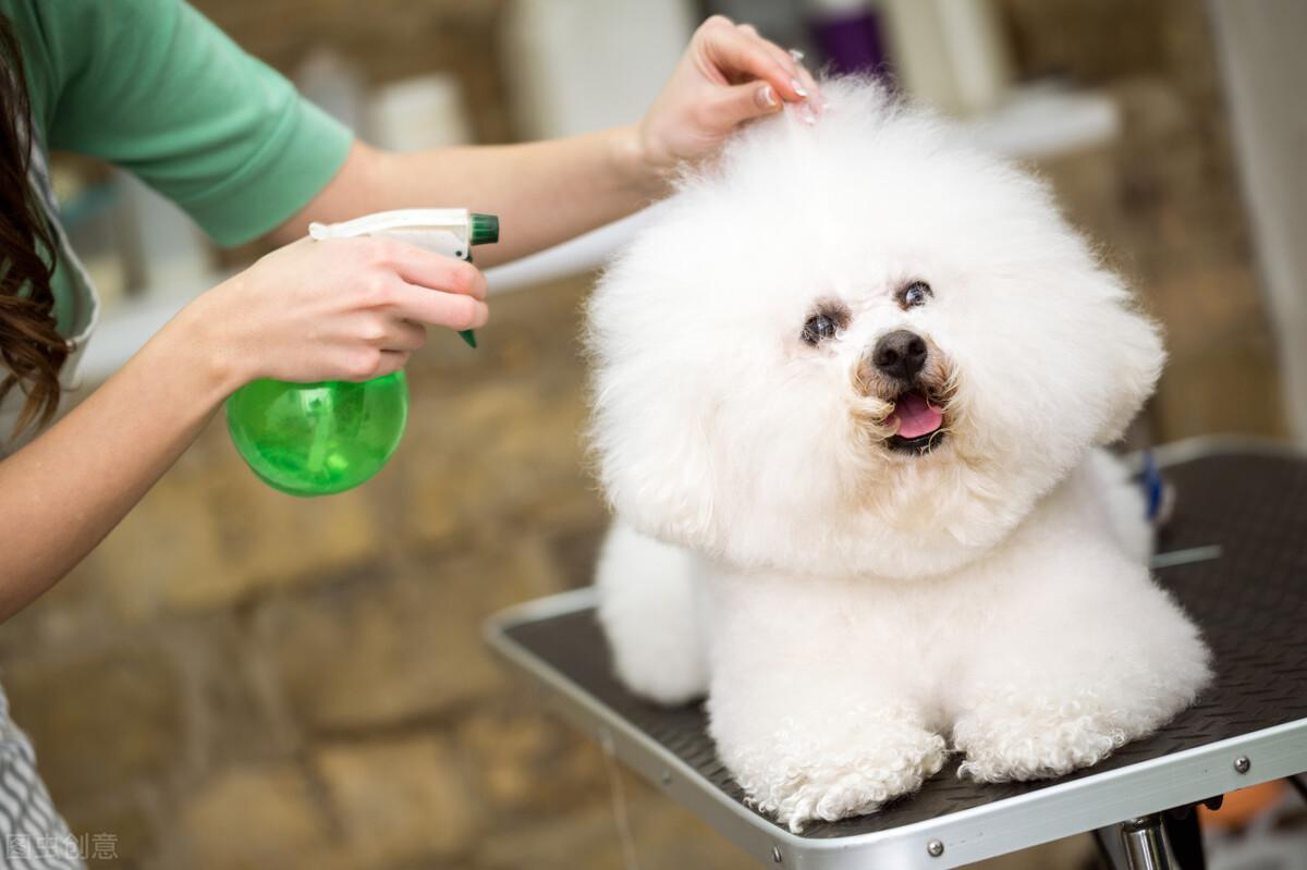 买比熊犬要注意什么？