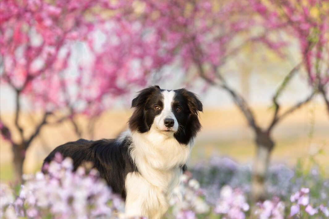 边境牧羊犬的外貌特点——优点有什么呢？