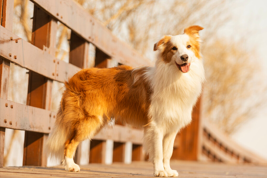 边境牧羊犬的外貌特点——优点有什么呢？