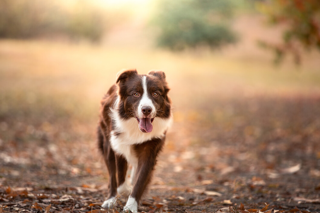 边境牧羊犬的外貌特点——优点有什么呢