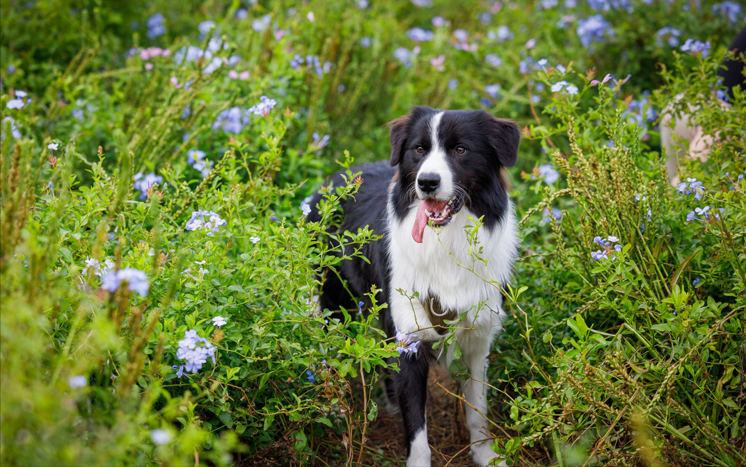 边境牧羊犬的外貌特点——优点有什么呢？