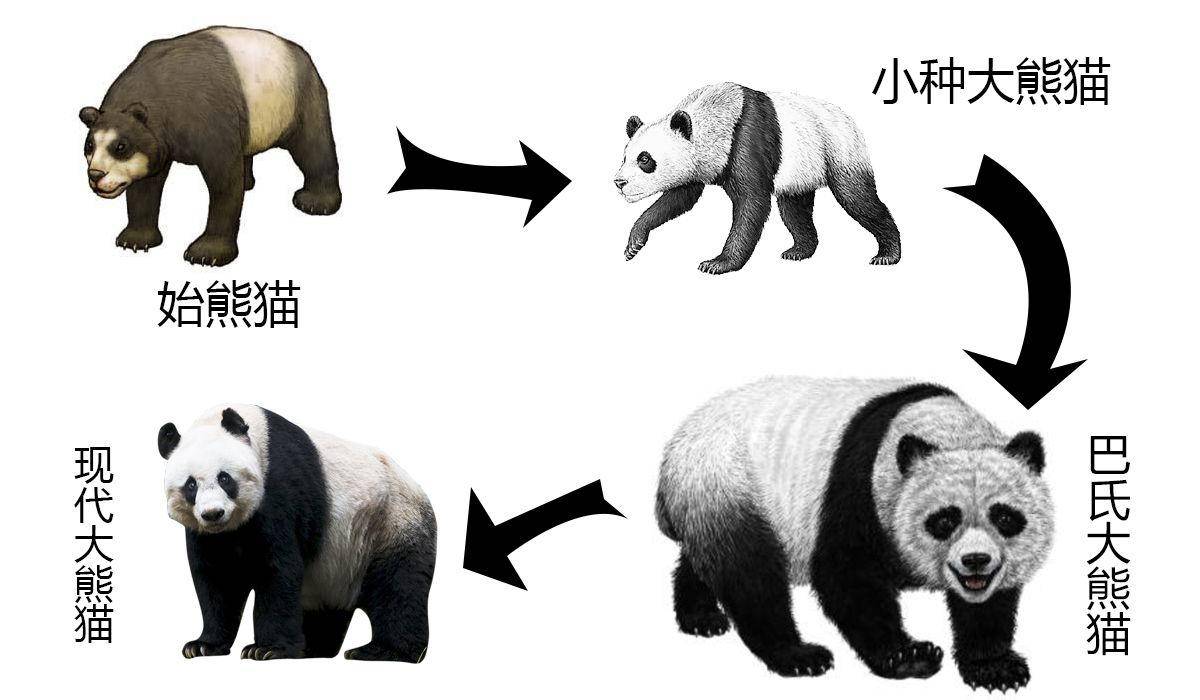 始熊猫截止图片